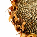 sunflower seeds source image
